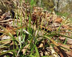 Attēlu rezultāti vaicājumam “Carex x bakkeriana”