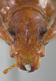 Attēlu rezultāti vaicājumam “Rhamnusium bicolor”