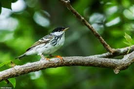 Image result for Dendroica striata