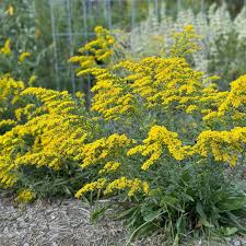 Attēlu rezultāti vaicājumam “Lithomoia solidaginis”