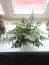 Attēlu rezultāti vaicājumam “Chara polyacantha”