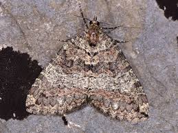 Attēlu rezultāti vaicājumam “Hydriomena furcata”