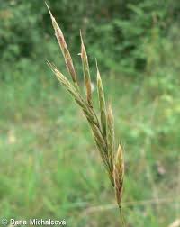 Attēlu rezultāti vaicājumam “Brachypodium pinnatum”