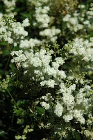 Attēlu rezultāti vaicājumam “Filipendula vulgaris flower”