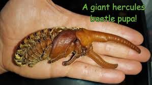 Attēlu rezultāti vaicājumam “Scardia boletella pupa”