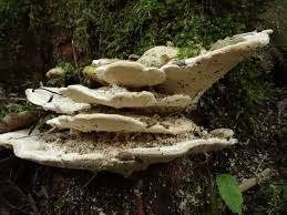 Attēlu rezultāti vaicājumam “Trametes gibbosa”