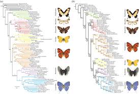 Attēlu rezultāti vaicājumam “Scardia boletella pupa”