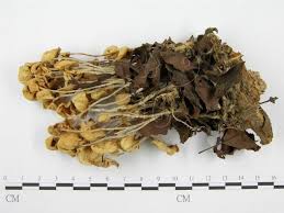 Attēlu rezultāti vaicājumam “Collybia sp.”