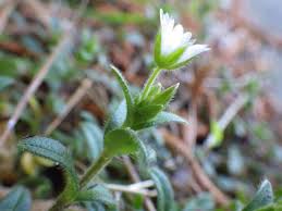 Attēlu rezultāti vaicājumam “Cerastium holosteoides fruit”