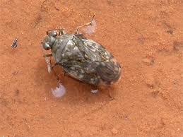 Attēlu rezultāti vaicājumam “Saldula saltatoria”