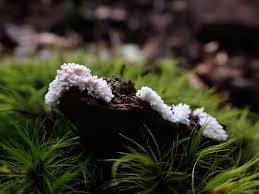 Attēlu rezultāti vaicājumam “Oligonema favogineum young”