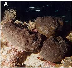 Attēlu rezultāti vaicājumam “Spongia”