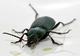 Attēlu rezultāti vaicājumam “Poecilus cupreus”