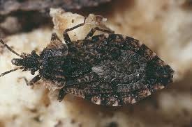 Attēlu rezultāti vaicājumam “Aradus betulae”