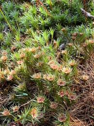 Attēlu rezultāti vaicājumam “Racomitrium canescens sporophyte”