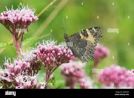 Attēlu rezultāti vaicājumam “Aglais urticae underside”