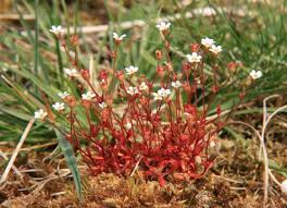 Attēlu rezultāti vaicājumam “Saxifraga tridactylites flower”