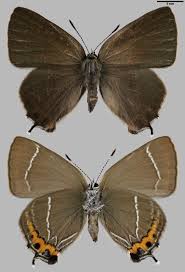 Attēlu rezultāti vaicājumam “Satyrium w-album”