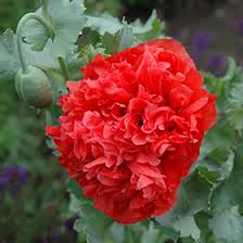 Image result for Papaver somniferum