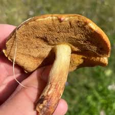 Attēlu rezultāti vaicājumam “Suillus bovinus”