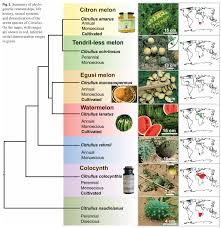 Attēlu rezultāti vaicājumam “Cucurbitaceae”