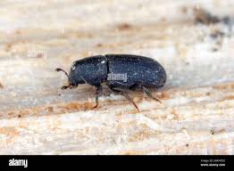 Attēlu rezultāti vaicājumam “Hylastes sp.”