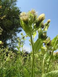 Attēlu rezultāti vaicājumam “Cirsium oleraceum”