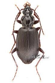 Attēlu rezultāti vaicājumam “Limodromus assimilis”