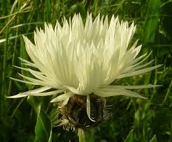 Image result for Flockenblume