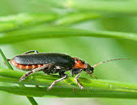 Attēlu rezultāti vaicājumam “Cantharis fusca larva”