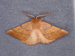 Attēlu rezultāti vaicājumam “Colotois pennaria”