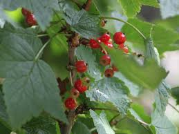 Attēlu rezultāti vaicājumam “Ribes rubrum flower”