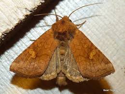 Attēlu rezultāti vaicājumam “Amphipoea”