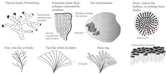 Attēlu rezultāti vaicājumam “Bryozoa”