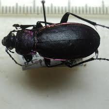 Attēlu rezultāti vaicājumam “Carabus violaceus”
