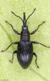 Attēlu rezultāti vaicājumam “Apion sp.”