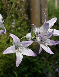 Image result for Campanula rapunculus