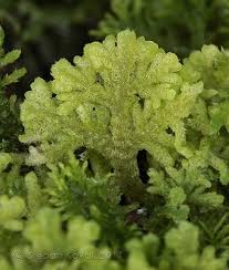 Attēlu rezultāti vaicājumam “Trichocolea tomentella”