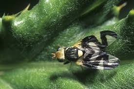 Attēlu rezultāti vaicājumam “Urophora cardui”