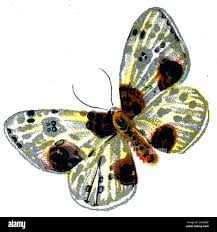 Attēlu rezultāti vaicājumam “Abraxas sylvata larva”