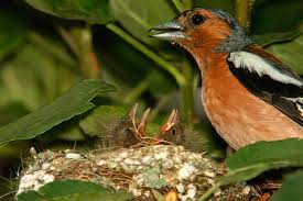 Attēlu rezultāti vaicājumam “Fringilla coelebs nest”