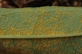 Attēlu rezultāti vaicājumam “Pucciniastrum areolatum”