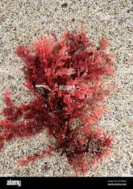 Attēlu rezultāti vaicājumam “Rhodophyta”