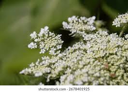 Attēlu rezultāti vaicājumam “Daucus sativus flower”
