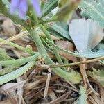 Attēlu rezultāti vaicājumam “Lactuca tatarica bud”