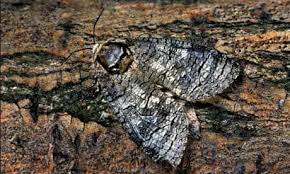 Attēlu rezultāti vaicājumam “Cossus cossus”