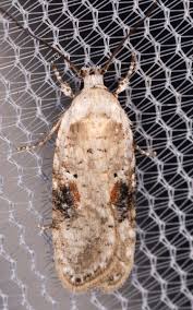 Attēlu rezultāti vaicājumam “Agonopterix alstromeriana”