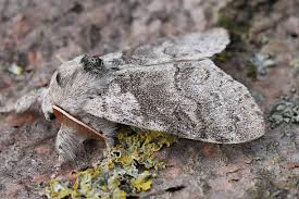 Attēlu rezultāti vaicājumam “Calliteara pudibunda”