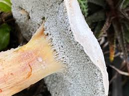 Attēlu rezultāti vaicājumam “Hemitrichia chrysospora spores”