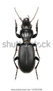 Attēlu rezultāti vaicājumam “Broscus cephalotes”